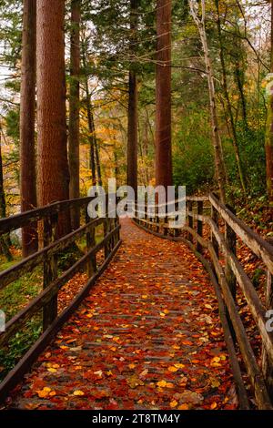 Coed Tan Dinas Walk. Boardwalk footpath through the Gwydir Forest Park woods beside the Afon Llugwy river in autumn. Betws-y-Coed, Conwy, Wales, UK Stock Photo
