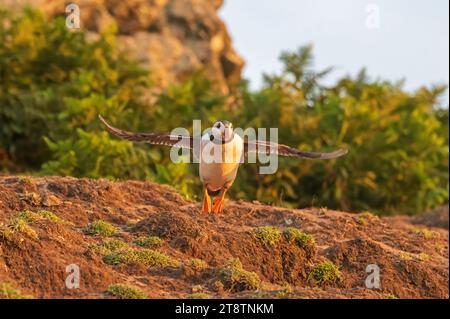 A puffin taking off from the cliffs above North Harbour on Skomer Island, Pembrokeshire, Wales Stock Photo