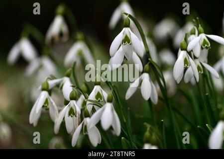 galanthus armine,hybrid snowdrop,hybrid galanthus,hybrids snowdrop ,snowdrops ,spring, flower, flowers ,RM Floral Stock Photo