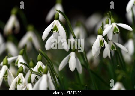 galanthus armine,hybrid snowdrop,hybrid galanthus,hybrids snowdrop ,snowdrops ,spring, flower, flowers ,RM Floral Stock Photo