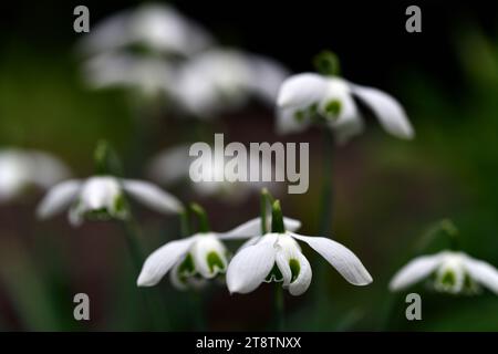 galanthus desdemona; double flowered snowdrop; double flowering; double flowers; hybrid snowdrop; hybrid galanthus; hybrid snowdrop; snowdrops; spring Stock Photo