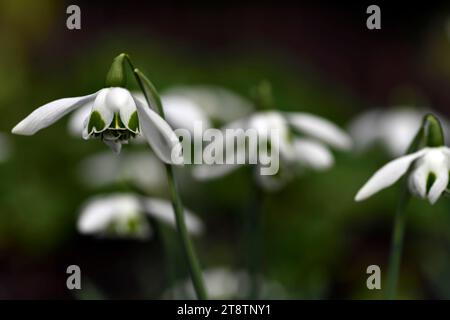 galanthus desdemona; double flowered snowdrop; double flowering; double flowers; hybrid snowdrop; hybrid galanthus; hybrid snowdrop; snowdrops; spring Stock Photo