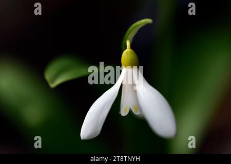 Galanthus woronowii Elizabeth Harrison, yellow snowdrop, hybrid snowdrop; hybrid galanthus; hybrid snowdrops; hybrids,snowdrop,snowdrops; spring; flow Stock Photo