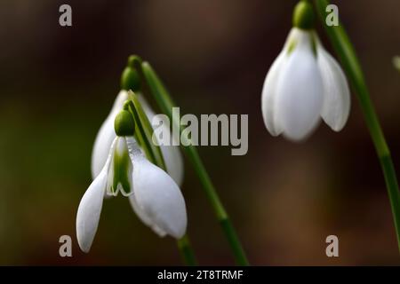 Galanthus Fieldgate Superb; hybrid snowdrop; hybrid galanthus; hybrid snowdrop; snowdrops; spring; flower; flowers; RM Floral Stock Photo