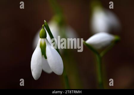 Galanthus Fieldgate Superb; hybrid snowdrop; hybrid galanthus; hybrid snowdrop; snowdrops; spring; flower; flowers; RM Floral Stock Photo