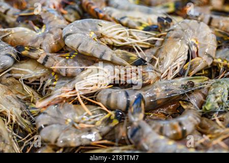 Tiger prawns shrimps, raw, in bulk in pile on ice, at fish market. Stock Photo