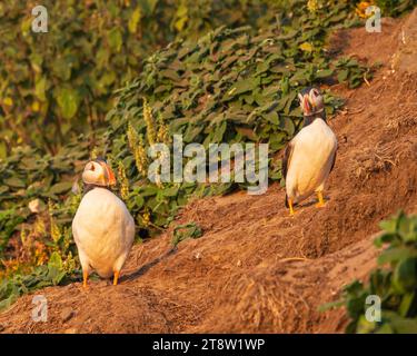 Puffins standing around in their colony on Skomer Island, Pembrokeshire, Wales Stock Photo