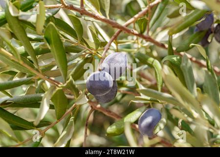 Black olives close-up, two pieces, ripen on the branches of a tree among green leaves Stock Photo