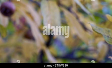 Blurred autumn leaves in soft colors. Bokeh. Background. Stock Photo