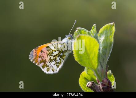 Orange-tip Butterfly Anthocharis cardamines, male, unusually at rest on leaves in an apple tree in garden, May Stock Photo