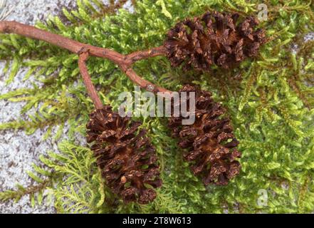 Alder (Alnus glutinosa) close-up of fallen cone beneath tree, Inverness-shire, Scotland, May 1998 Stock Photo
