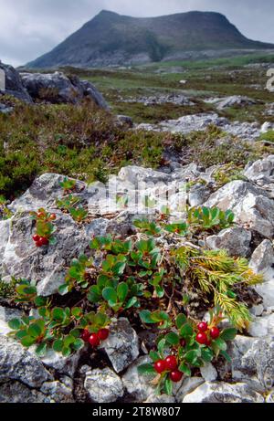 Arctic Bearberry (Arctostaphylos alpinus), Beinn Eighe NNR, Wester Ross, Scotland, July 2004 Stock Photo