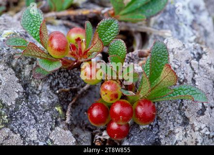 Arctic Bearberry (Arctostaphylos alpinus), Beinn Eighe NNR, Wester Ross, Scotland, July 2004 Stock Photo