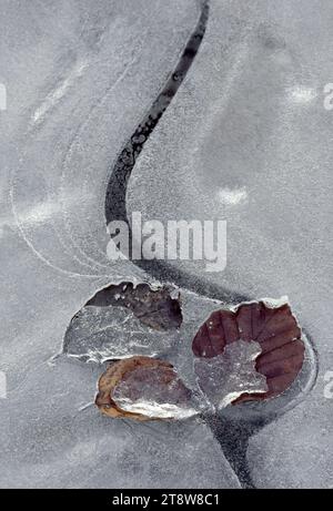 Beech (Fagus sylvatica) leaves frozen in ice on the surface of a woodland pool, Berwickshire, Scottish Borders, Scotland, October 1979 Stock Photo