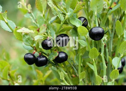 Blaeberry / Bilberry (Vaccinium myrtillus) fruits, Ben Lawers, National Trust for Scotland Property, Perthshire, Scotland, August 1997 Stock Photo