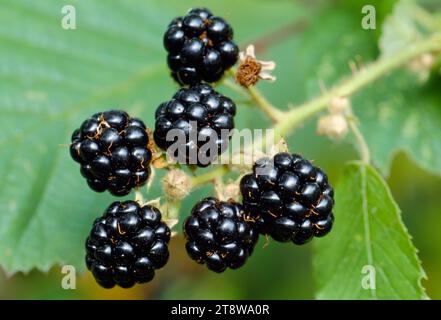 Bramble / Blackberry (Rubus fruticosus) fruits, Berwickshire, Scotland, September 1998 Stock Photo