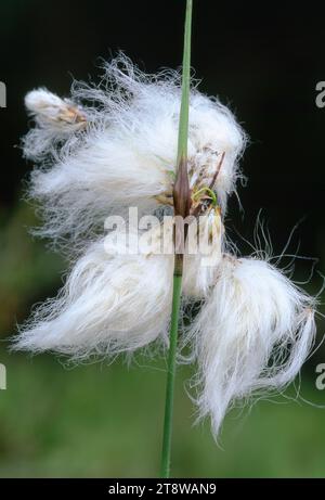 Common Cotton Grass (Eriophorum angustifolium) close-up of flowering head, Northumberland Wildlife Trusts Red Moss NR, Northumberland, England Stock Photo