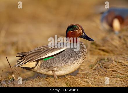 Teal (Anas crecca) male standing on saltmarsh turf at high tide with a male wigeon in background, Lindisfarne NNR, Northumberland, Scotland Stock Photo