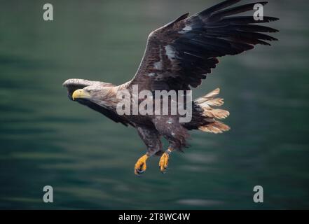 White-tailed Sea Eagle (Haliaeetus albicilla) adult in flight and following sea angling boat, attracted by fish thrown overboard, Isle of Skye Stock Photo