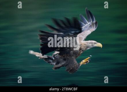 White-tailed Sea Eagle (Haliaeetus albicilla) stooping to pick up dead fish thrown into sea by tour boat, Isle of Skye, Inner Hebrides, Scotland, July Stock Photo