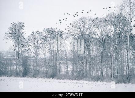 Woodpigeon (Columba palumbus) large flock of birds gathered in trees beside arable field in winter, Lindisfarne NNR, Northumberland, England Stock Photo