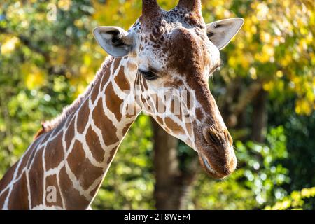 Giraffe (Giraffa camelopardalis) close-up at the Zoo Atlanta African Savanna habitat in Atlanta, Georgia. (USA) Stock Photo