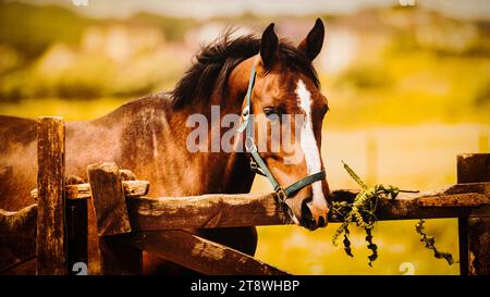 Portrait of a cute bay horse standing near a wooden fence on a farm with a branch of grass in his teeth on a sunny summer day. Agriculture and livesto Stock Photo