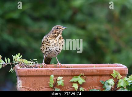 Song thrush Turdus philomelos, perched on planting trough in garden, County Durham, England, UK, December. Stock Photo