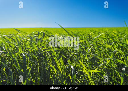 Picturesque view of small green grass growing in agricultural field on sunny day with clear blue sky Stock Photo