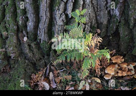 Bracken, firn, in Autumn with fungi at base of oak tree. Stock Photo