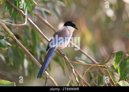 Azure-winged Magpie, Cyanopica Cyanus, on a branch, Spain. Stock Photo