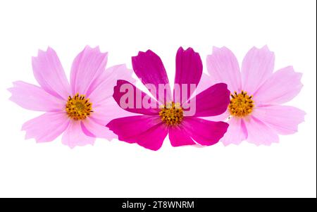 cosmos flowers isolated on white background Stock Photo