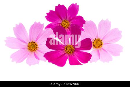 cosmos flowers isolated on white background Stock Photo