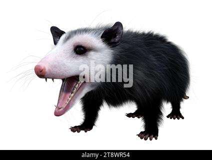 3D rendering of an opossum animal isolated on white background Stock Photo