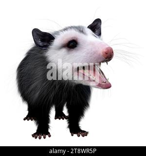 3D rendering of an opossum animal isolated on white background Stock Photo