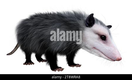 3D rendering of an opossum animal isolated on white background Stock Photo