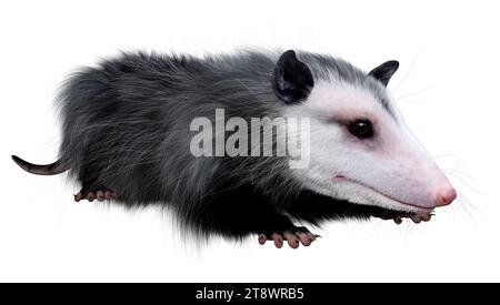 3D rendering of an opossum animal isolated on white background Stock Photo