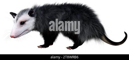 3D rendering of an opossum animal isolated on white background Stock Photo