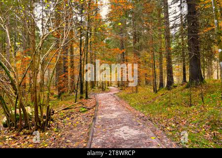Walking trail leading trough a mixed conifer and broadleaf orange colored autumn forest Stock Photo
