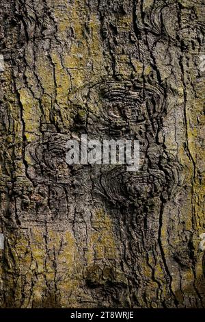 Detail on old pine tree trunk near Otter Ferry. Argyll Stock Photo