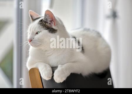 Cute white cat lying in grey armchair at home and looks out the window Stock Photo