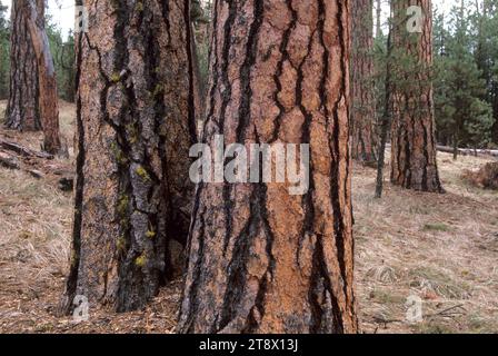 Ponderosa pine (Pinus ponderosa) on Swick Creek Old Growth Interpretive Trail, Malheur National Forest, Oregon Stock Photo