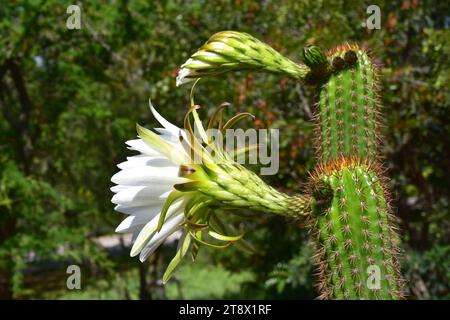 Golden column or golden torch (Echinopsis spachiana or Trichocereus spachianus) is an ornamental cactus native to South America. Stock Photo