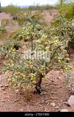 Jumping cholla (Cylindropuntia fulgida or Opuntia fulgida) is a cholla cactus native to Sonora (Mexico) and Arizona (USA). Stock Photo