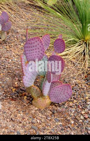 Violet prickly pear (Opuntia gosseliniana or Opuntia violacea) is a cactus native to Arizona (USA), Baja California, Chihuahua and Sonora (Mexico). Stock Photo