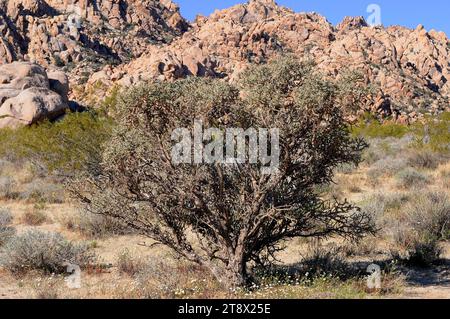 Diamond cholla (Cylindropuntia ramosissima or Opuntia ramosissima) is a cholla cactus native to Mojave Desert (USA) and Northwestern Mexico. This phot Stock Photo