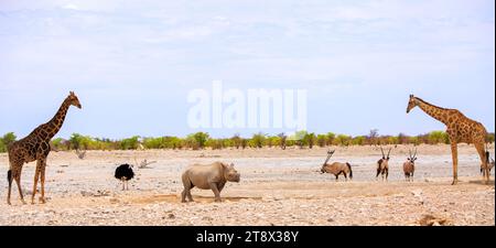 panoramic image of Two Giraffe with a Black Rhino standing in the centre of the image, with Gemsbok oryx and ostrich, Etosha National Park - Namibia Stock Photo