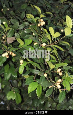 Cassine papillosa or Elaeodendron papillosum is an evergreen tree native to southern Africa. Stock Photo