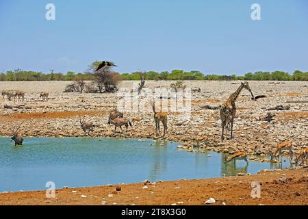 Vibrant african waterhole with various animals drinking, there are also 2 crows flying past - with motion blur Stock Photo