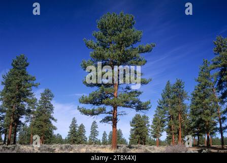 Ponderosa pine (Pinus ponderosa) at Cabin Lake Campground, Deschutes National Forest, Oregon Stock Photo